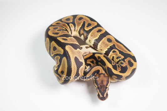 Piton bola Macho Leopard het clown 66% het pied