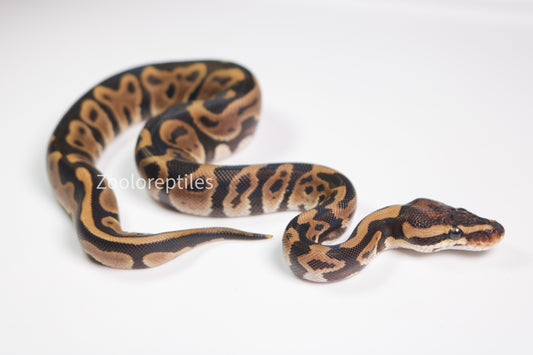 Piton bola macho leopard het pied 66% DG