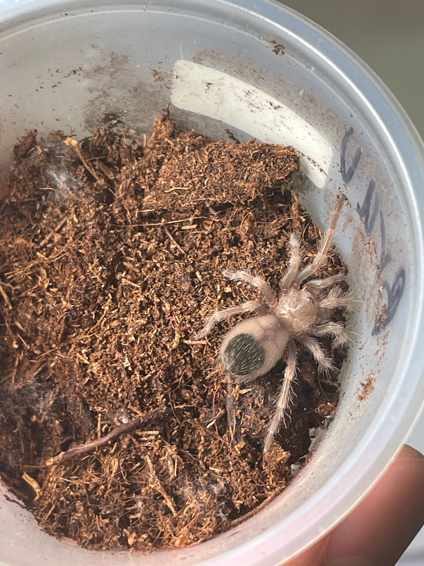 Tarántula (ling)