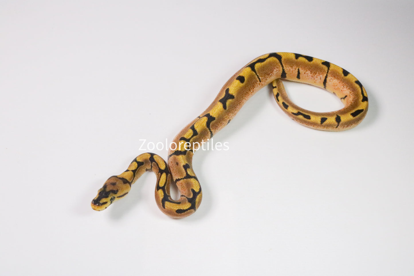 Piton bola hembra spider yellow belly het pied