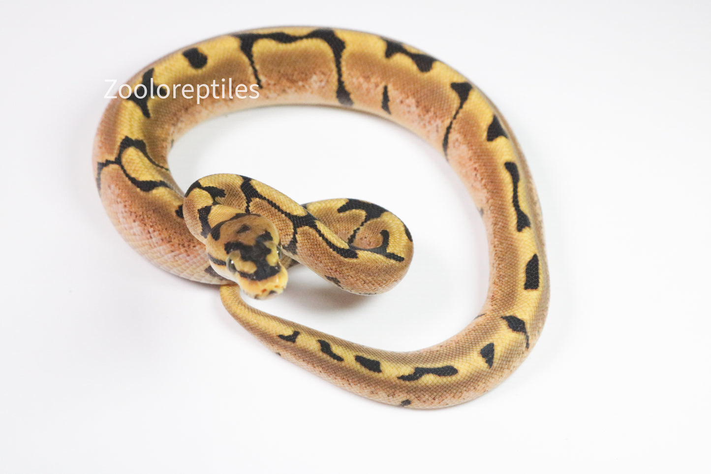 Piton bola hembra spider yellow belly het pied