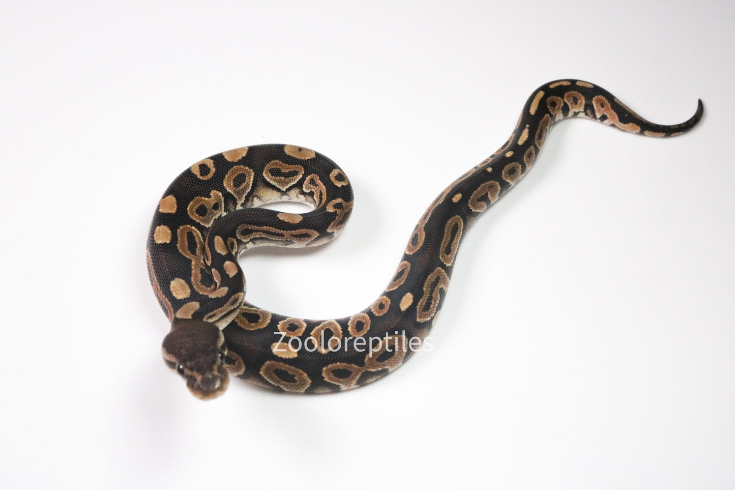 Piton bola hembra black pastel  het hypo